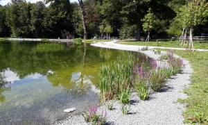 image projet le lac de Sauvabelin se met au vert