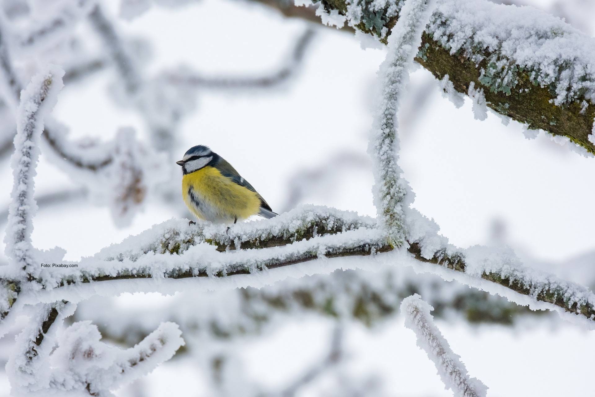 Jardin : faut-il nourrir les oiseaux en hiver ?